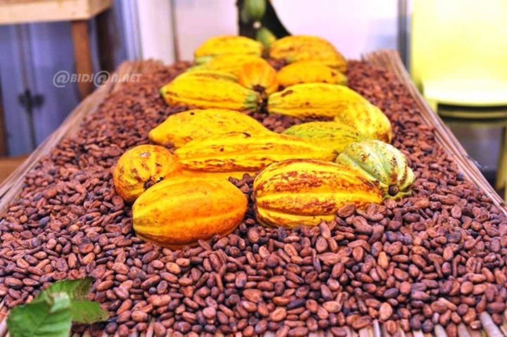 Ghana sets cocoa producer price nearly 75% above Côte d’Ivoire level